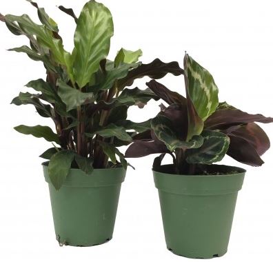 Assortment Calathea